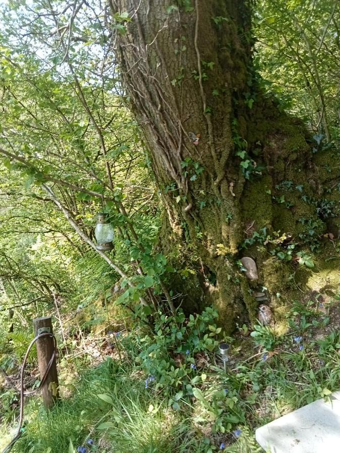 'Morris' The Shepherd'S Hut And Woodland Hot Tub Experience Carmarthen Exteriör bild